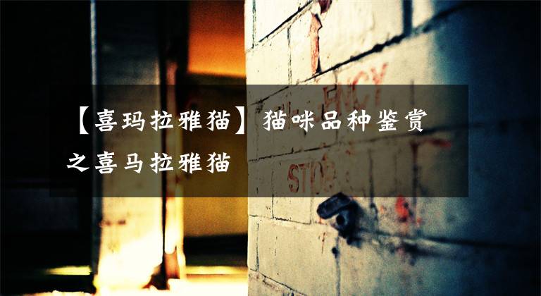 【喜玛拉雅猫】猫咪品种鉴赏之喜马拉雅猫