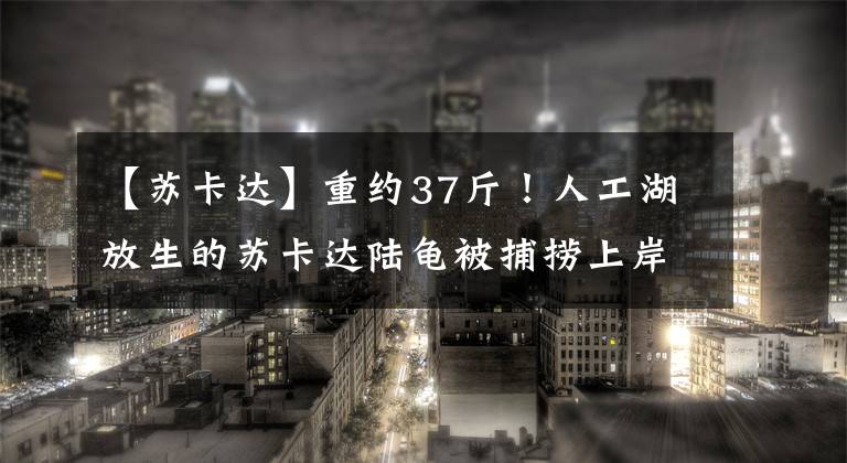【苏卡达】重约37斤！人工湖放生的苏卡达陆龟被捕捞上岸，龟壳开裂，有血迹