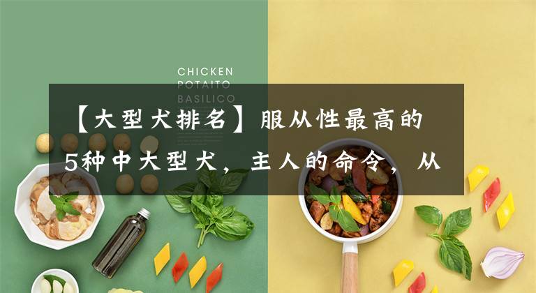 【大型犬排名】服从性最高的5种中大型犬，主人的命令，从来不会不听