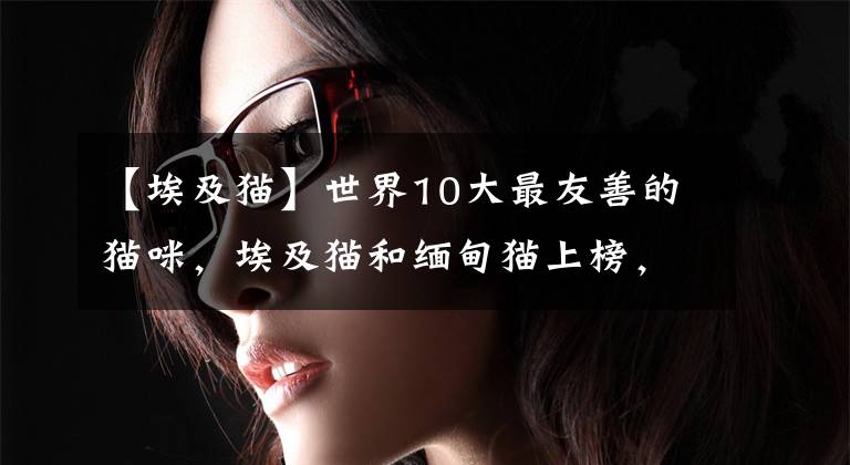 【埃及猫】世界10大最友善的猫咪,埃及猫和缅甸猫上榜,你养了哪种?