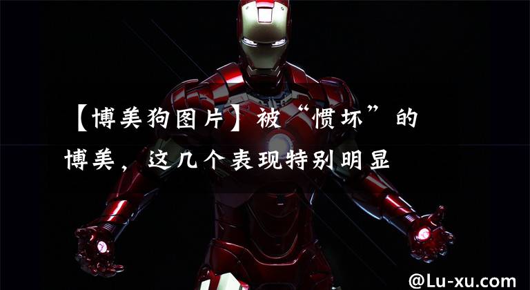 【博美狗图片】被“惯坏”的博美，这几个表现特别明显