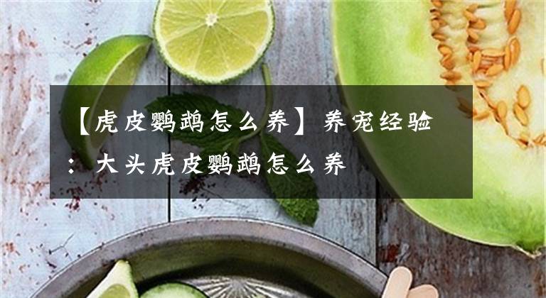【虎皮鹦鹉怎么养】养宠经验：大头虎皮鹦鹉怎么养