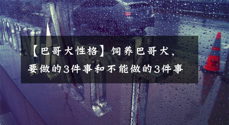 【巴哥犬性格】饲养巴哥犬，要做的3件事和不能做的3件事