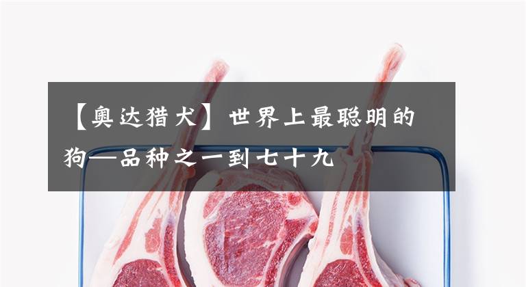 【奥达猎犬】世界上最聪明的狗—品种之一到七十九