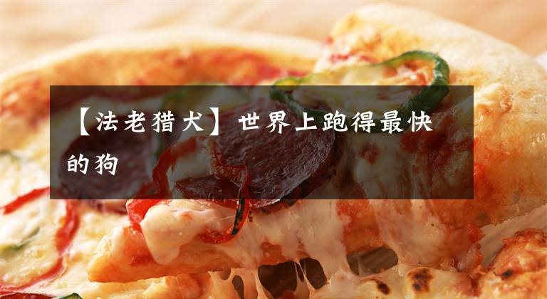 【法老猎犬】世界上跑得最快的狗