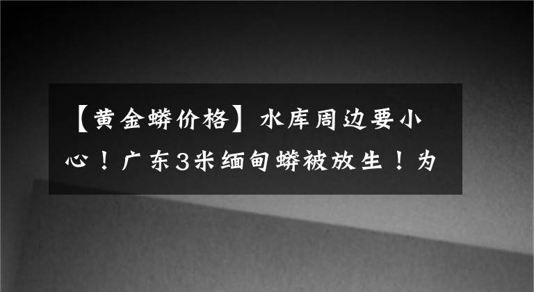 【黄金蟒价格】水库周边要小心!广东3米缅甸蟒被放生!为世界上最长蛇类之一