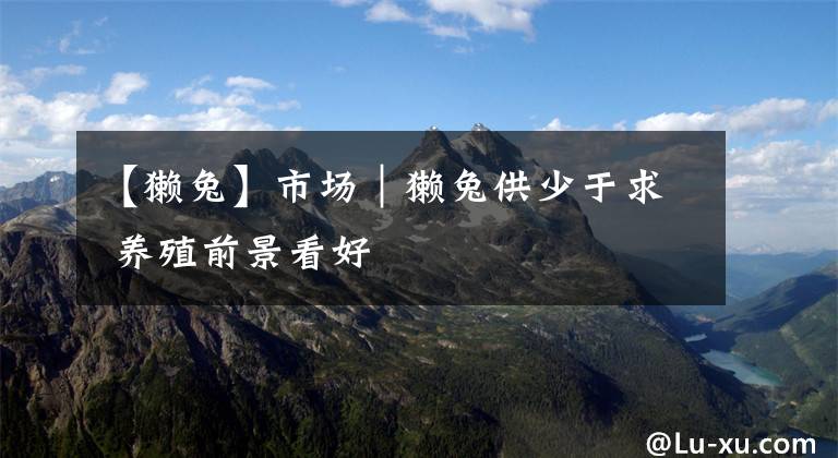 【獭兔】市场｜獭兔供少于求 养殖前景看好