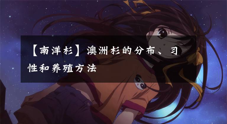 【南洋杉】澳洲杉的分布、习性和养殖方法