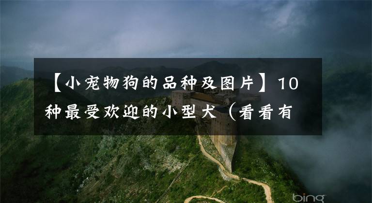 【小宠物狗的品种及图片】10种最受欢迎的小型犬（看看有没有你偏爱的）