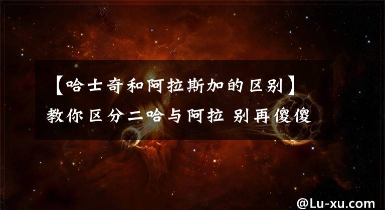 【哈士奇和阿拉斯加的区别】教你区分二哈与阿拉 别再傻傻分不清楚啦
