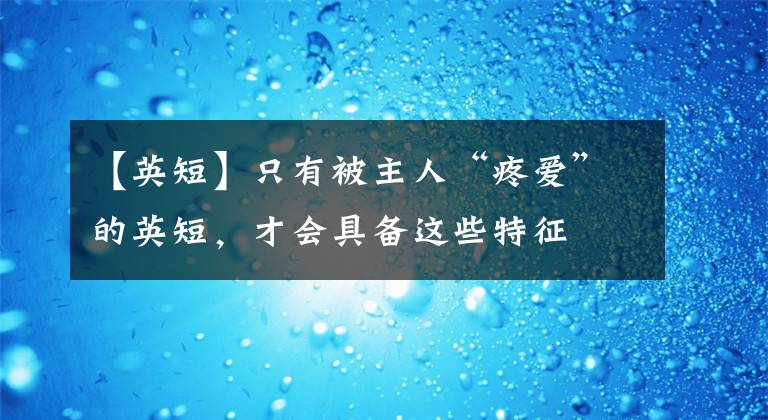【英短】只有被主人“疼爱”的英短，才会具备这些特征
