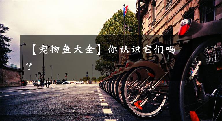 【宠物鱼大全】你认识它们吗?