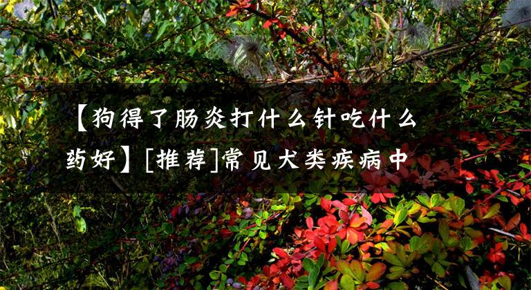 【狗得了肠炎打什么针吃什么药好】[推荐]常见犬类疾病中国兽医医院高级官方~！