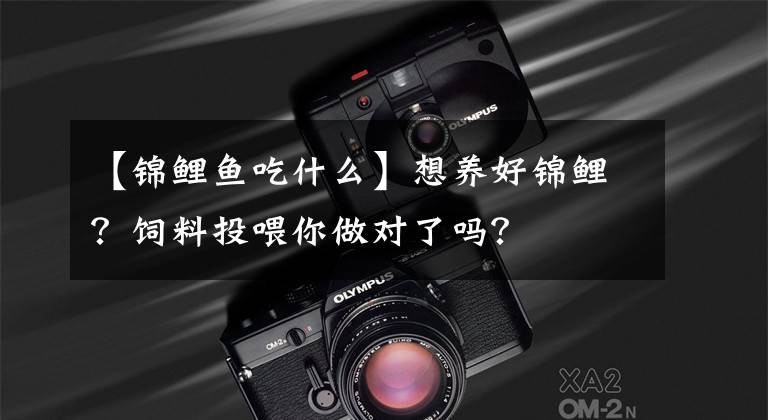 【锦鲤鱼吃什么】想养好锦鲤？饲料投喂你做对了吗？