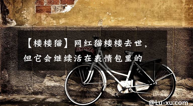 【楼楼猫】网红猫楼楼去世，但它会继续活在表情包里的