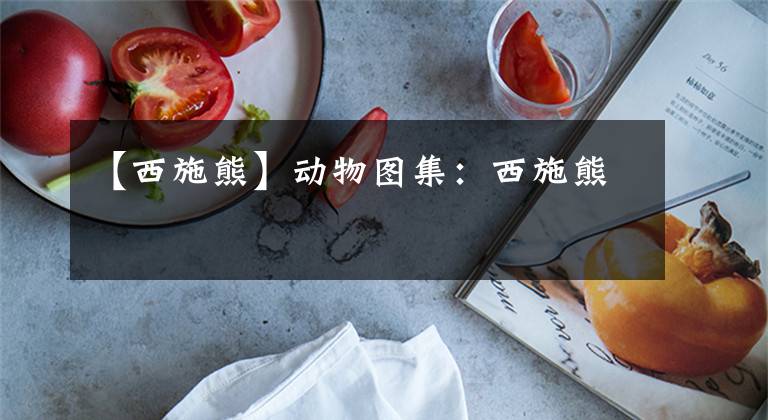 【西施熊】动物图集：西施熊