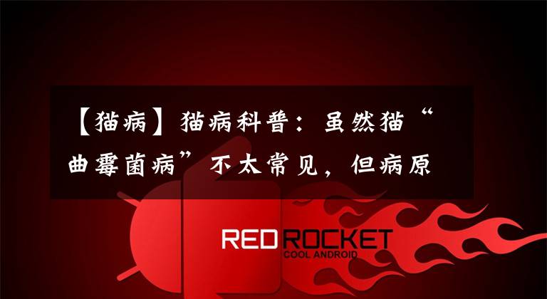 【猫病】猫病科普：虽然猫“曲霉菌病”不太常见，但病原就在铲屎官身边