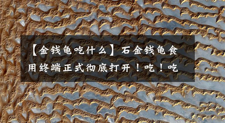 【金钱龟吃什么】石金钱龟食用终端正式彻底打开！吃！吃大块的