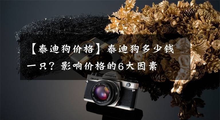 【泰迪狗价格】泰迪狗多少钱一只？影响价格的6大因素