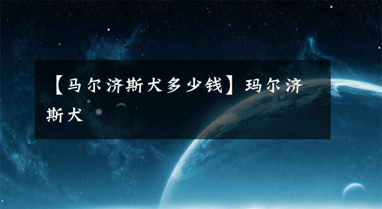 【马尔济斯犬多少钱】玛尔济斯犬