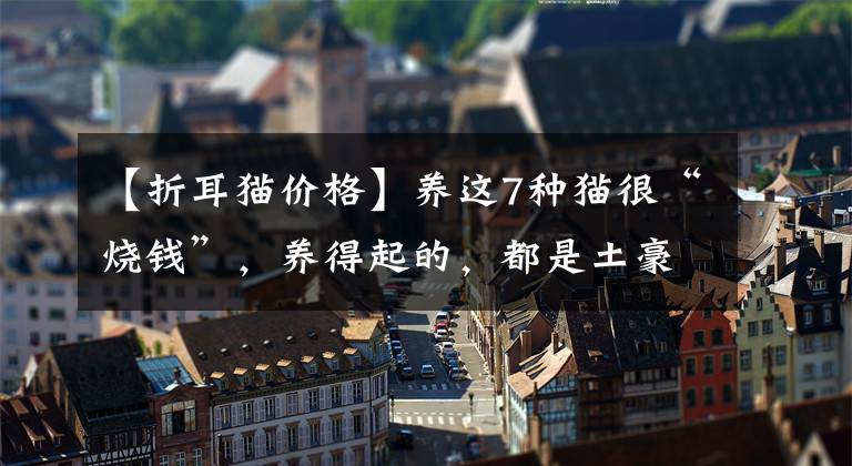 【折耳猫价格】养这7种猫很“烧钱”，养得起的，都是土豪