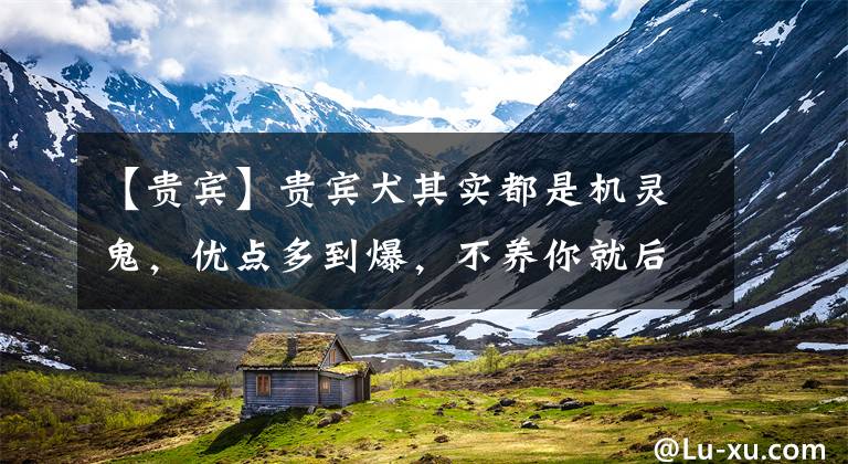 【贵宾】贵宾犬其实都是机灵鬼,优点多到爆,不养你就后悔了