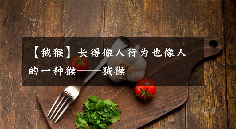 【狨猴】长得像人行为也像人的一种猴——狨猴