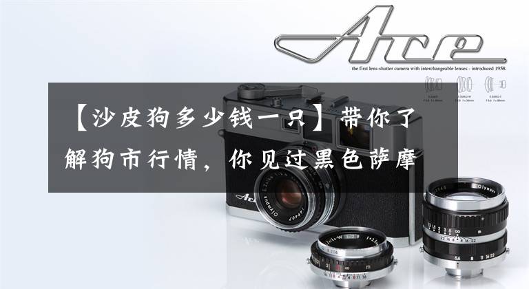 【沙皮狗多少钱一只】带你了解狗市行情，你见过黑色萨摩耶吗？今天偶遇天价黑色萨摩！