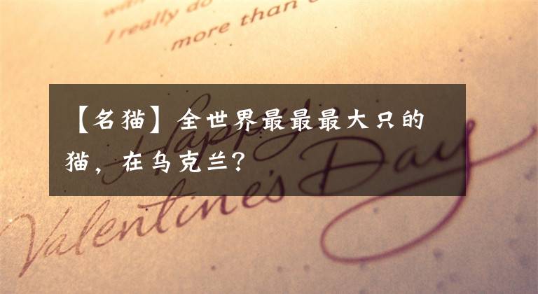 【名猫】全世界最最最大只的猫,在乌克兰?