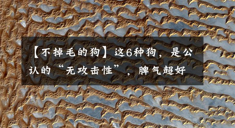 【不掉毛的狗】这6种狗,是公认的“无攻击性”,脾气超好