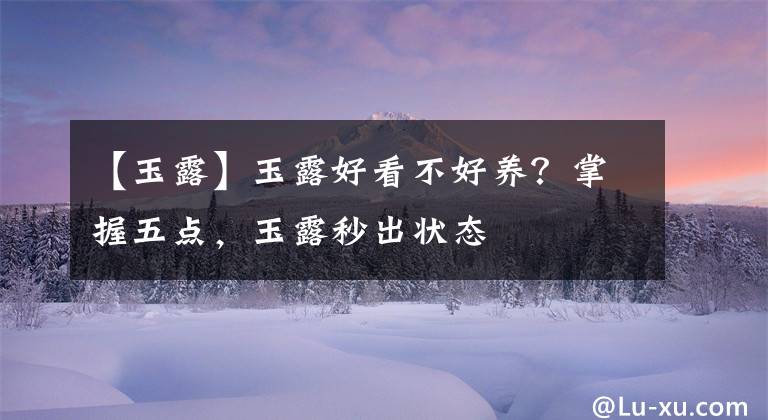 【玉露】玉露好看不好养?掌握五点,玉露秒出状态