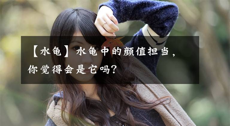 【水龟】水龟中的颜值担当，你觉得会是它吗？