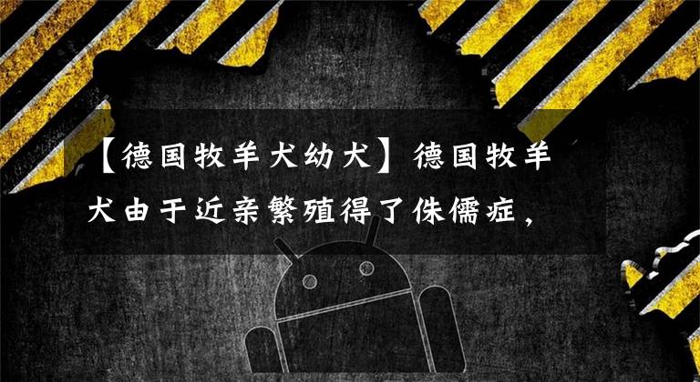 【德国牧羊犬幼犬】德国牧羊犬由于近亲繁殖得了侏儒症,但它碰到了爱它的主人