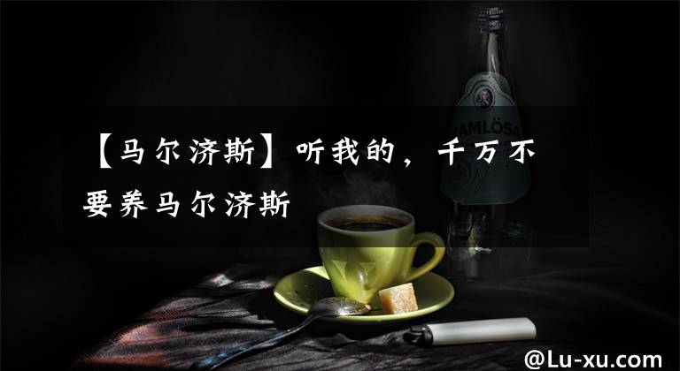 【马尔济斯】听我的,千万不要养马尔济斯