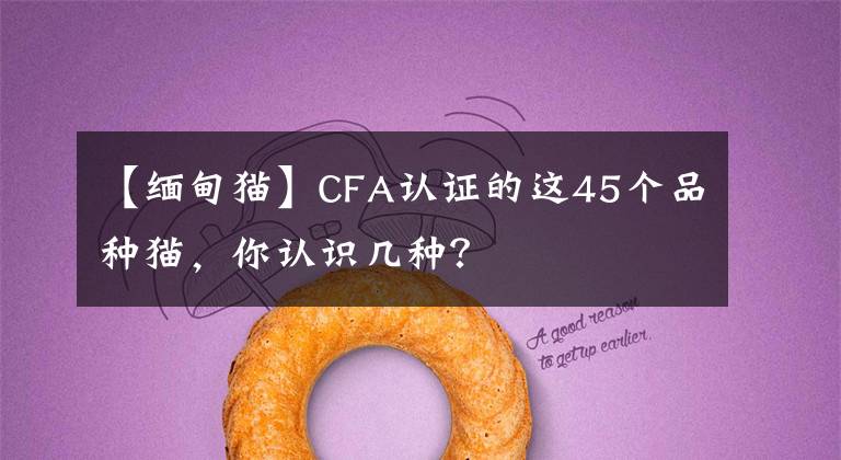 【缅甸猫】CFA认证的这45个品种猫,你认识几种?