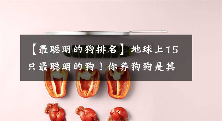 【最聪明的狗排名】地球上15只最聪明的狗！你养狗狗是其中之一吗？