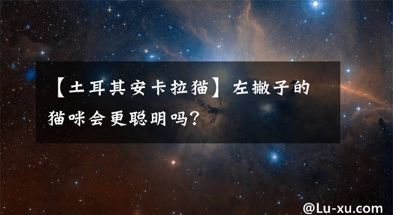 【土耳其安卡拉猫】左撇子的猫咪会更聪明吗？