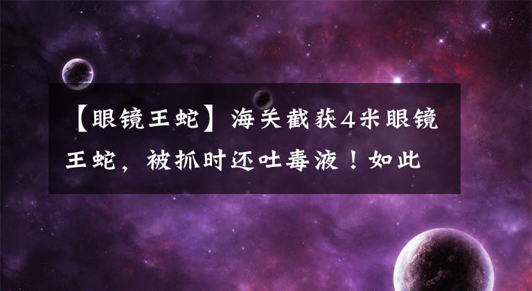 【眼镜王蛇】海关截获4米眼镜王蛇，被抓时还吐毒液！如此凶残的蛇能放生吗？
