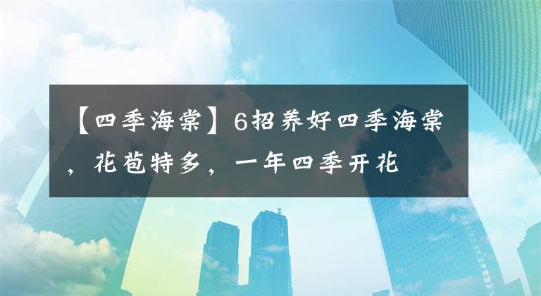 【四季海棠】6招养好四季海棠，花苞特多，一年四季开花