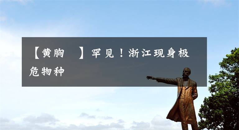 【黄胸鹀】罕见!浙江现身极危物种