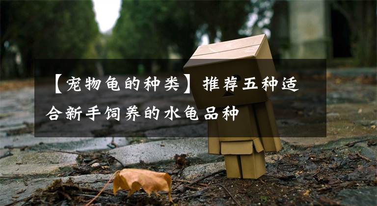 【宠物龟的种类】推荐五种适合新手饲养的水龟品种