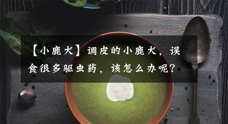 【小鹿犬】调皮的小鹿犬,误食很多驱虫药,该怎么办呢?