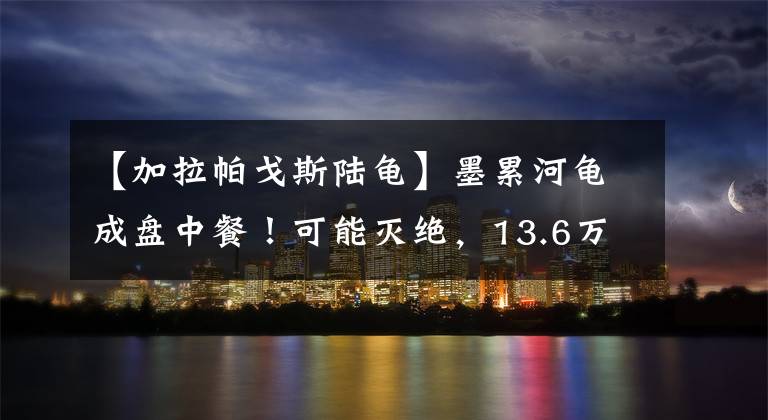 【加拉帕戈斯陆龟】墨累河龟成盘中餐!可能灭绝,13.6万年前生物出现,科学家失算?