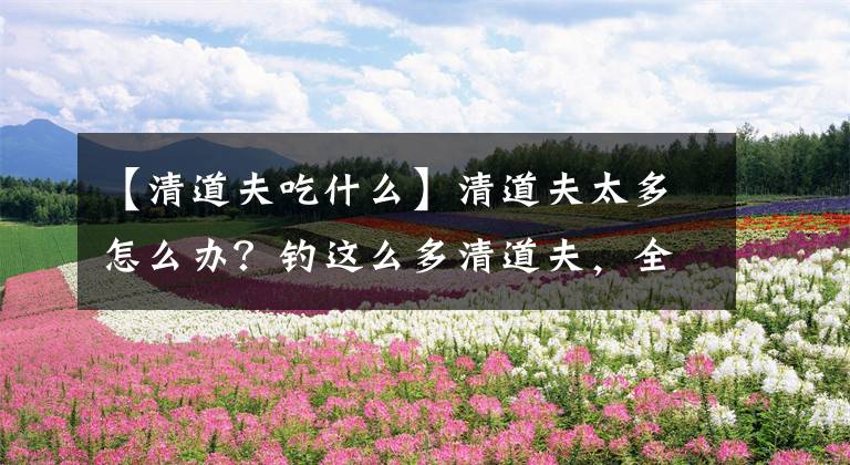 【清道夫吃什么】清道夫太多怎么办?钓这么多清道夫,全部都吃了不太现实啊!