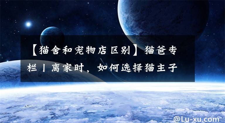 【猫舍和宠物店区别】猫爸专栏丨离家时，如何选择猫主子的托养方式？（二）