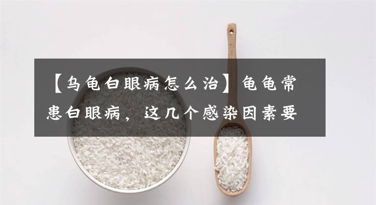 【乌龟白眼病怎么治】龟龟常患白眼病，这几个感染因素要注意！