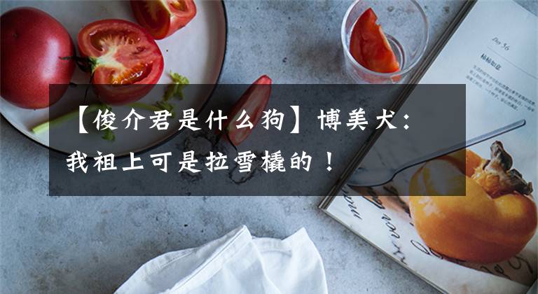 【俊介君是什么狗】博美犬：我祖上可是拉雪橇的！