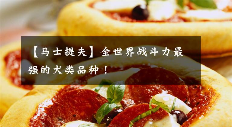 【马士提夫】全世界战斗力最强的犬类品种!