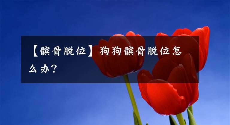 【髌骨脱位】狗狗髌骨脱位怎么办？