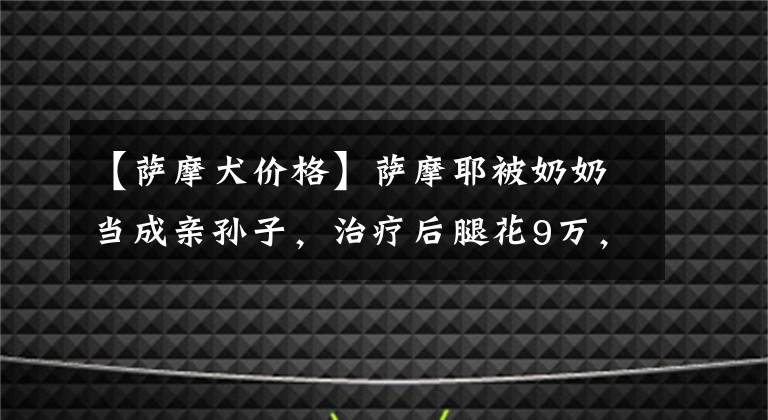 【萨摩犬价格】萨摩耶被奶奶当成亲孙子，治疗后腿花9万，豪华小车带着遛弯